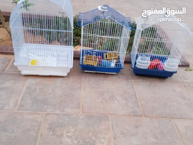 متوفر اقفاس لي الروز و البقلينو و الكوكتيل و القرديله