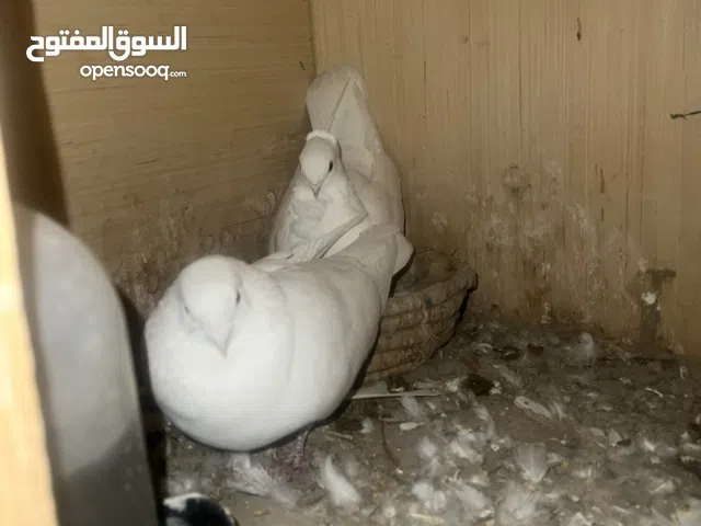 حمام ارافل مشروط ينباعن بدون افراخ مكاني بصره شط العرب ب35 رايدهن