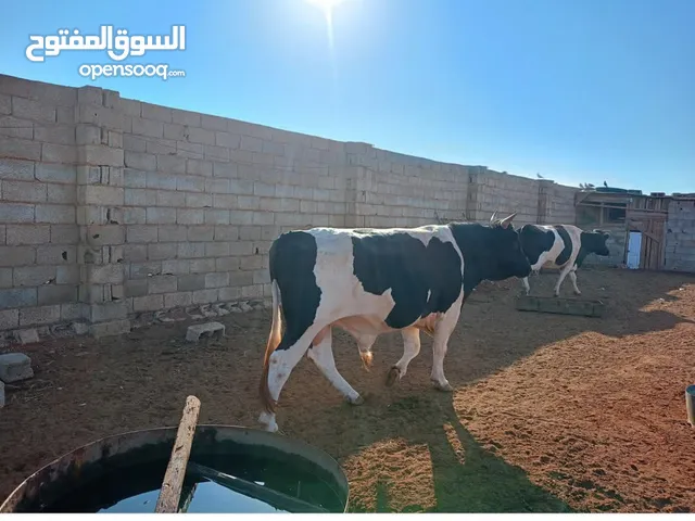 مطلوب بقر للبيع