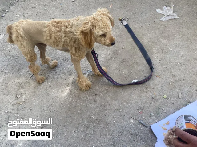 كلب بودل للبيع
