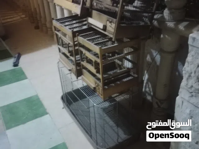 4 قفاس حسون وقفص كبير للبيع  الكوم كامل الموقع ماركا الجنوبية الحزام