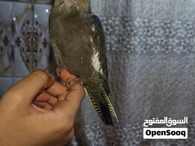 متاح اليف طينة عمره شهرين