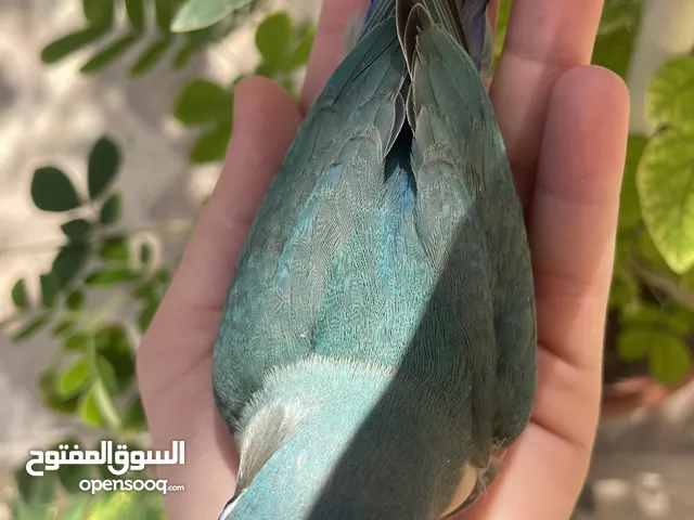 بيع طير اللوف بيرد-lovebird - طير الحب - لون أخضر - لطيف و أليف جدا -