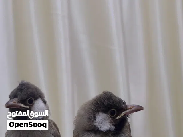 بلابل للبيع