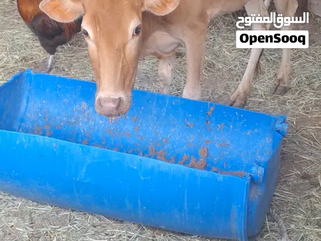 للبيع عجله محليه مال دار حلوه ماشاءالله تبارك الرحمان