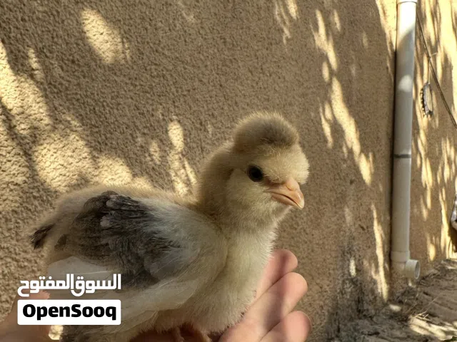 كتكوت عربي و فرنسي و بانكس و قطني