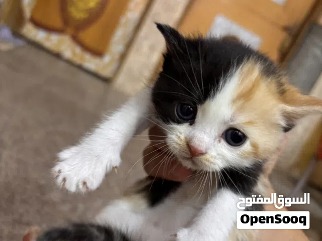 قطط شيرازي لطيفة ومعتنى بها للبيع
