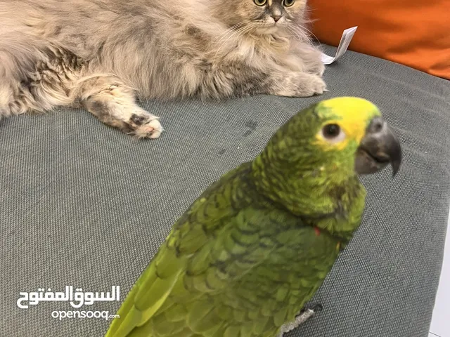 , ببغاء أمازون أليف جدا ومتكلم Very friendly and talkative Amazon blue front