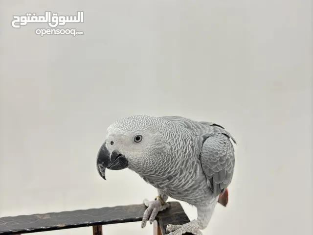 كاسكو ذكر - African grey parrot