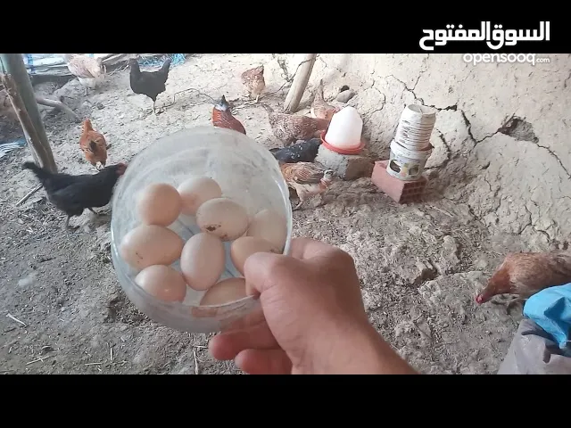 يوجد بيض عرب