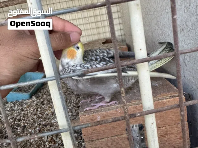 للبيع كوكتيل اليف