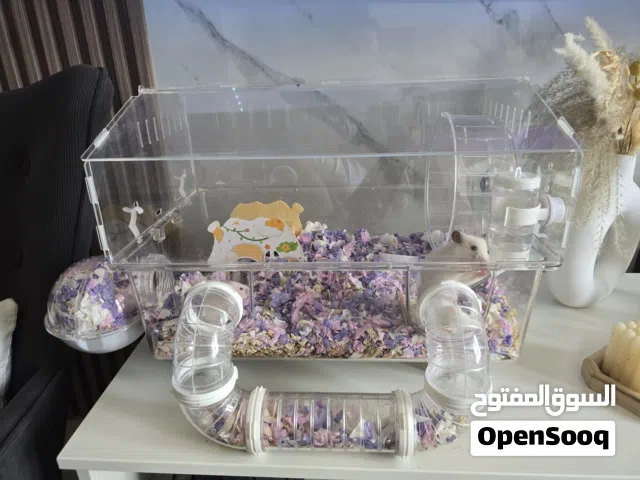 هامستر شتوي ابيض