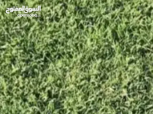 عشب طبيعي ميه بل ميه