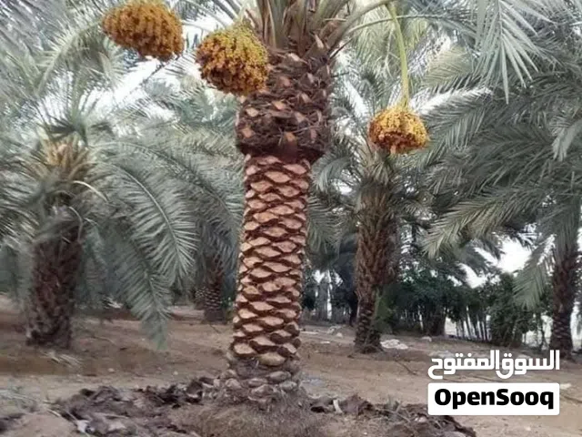 نخيل مثمر والزينه