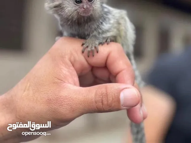Hand Raised Marmoset Monkey for Sale