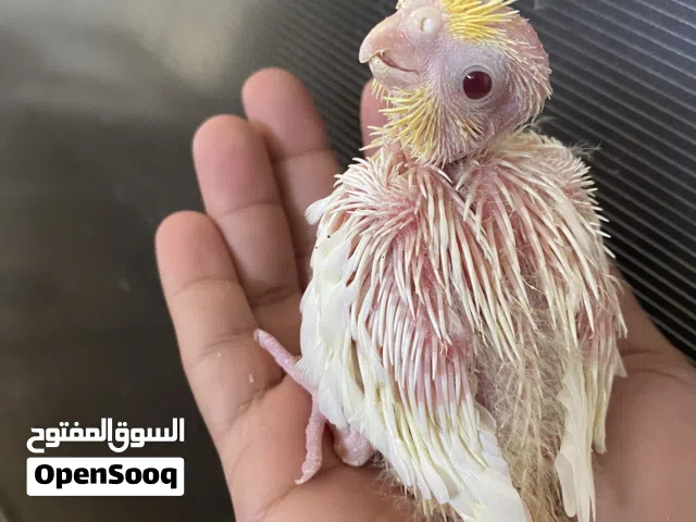 كوكتيل شكري زق