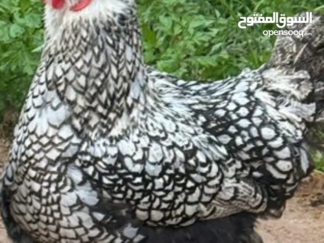 دجاج للبيع