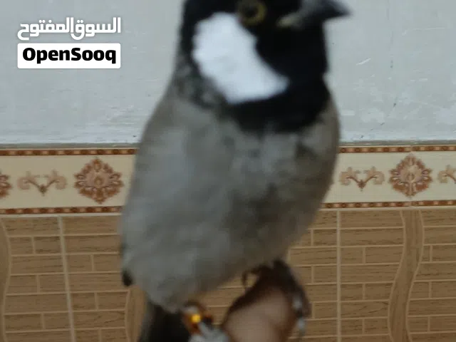 للبيع بلبل الأيف نثيه