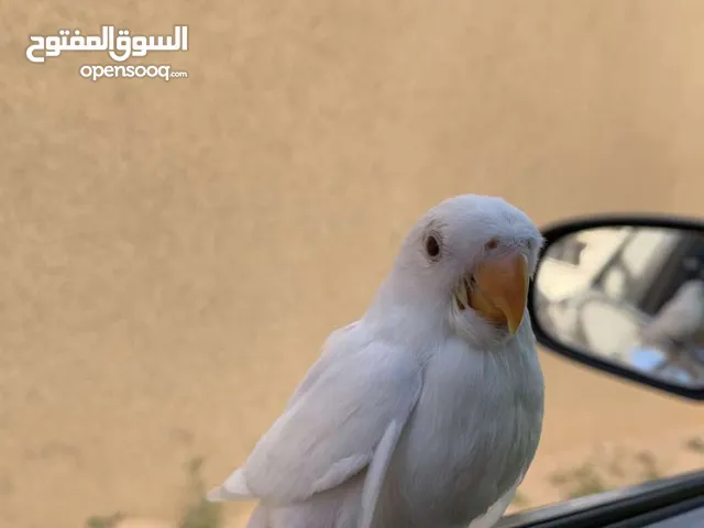 طيور للبيع في مصراته شارع طرابلس اقرئ الوصففففف