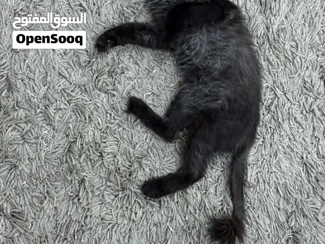 Cat mix breed for adoption