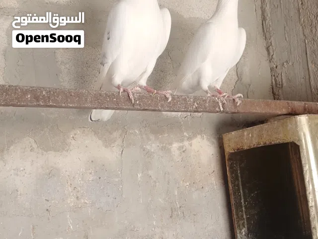 جوز زواجل ابيض شغال