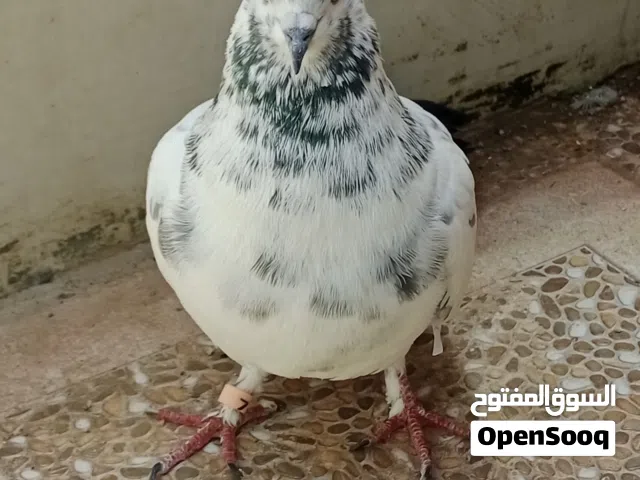 حمام بكستاني  مطعوم  صح بخمسة ريالات
