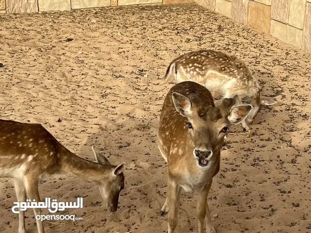 جذي وزوز انثى للبيع