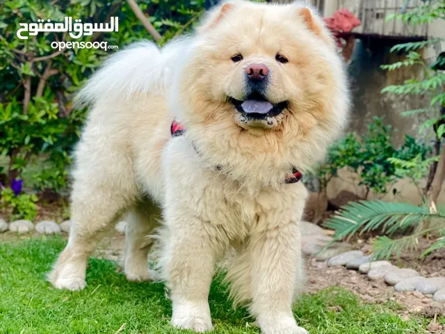 All kinds of Dog breeds available (pedigree/non-pedigree) 100 OMR - 500 OMR