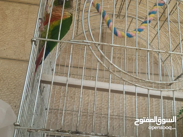 ببغاء اليف