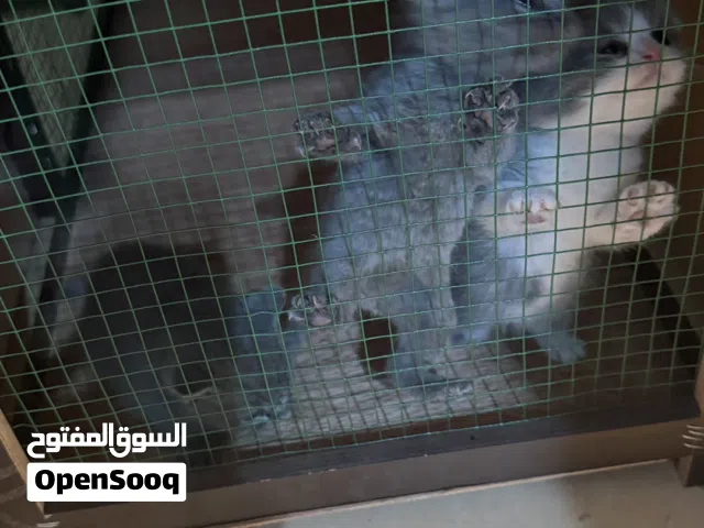 قطط سكوتش فولد