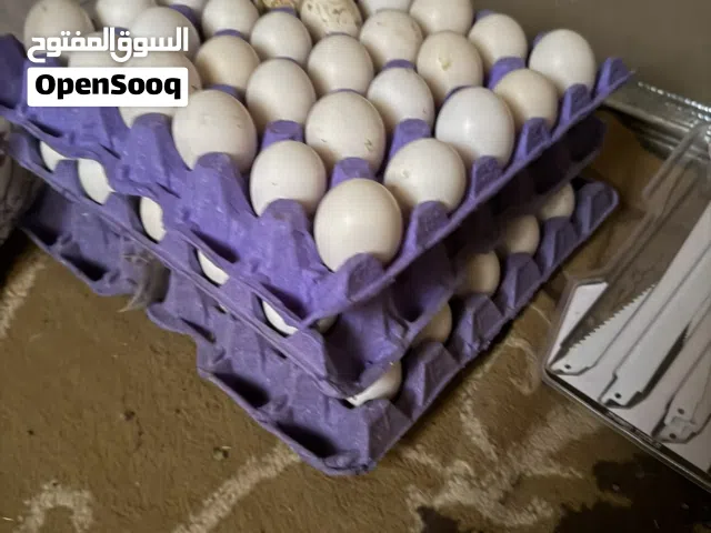 بيض بلدي للفقاسات او الاكل
