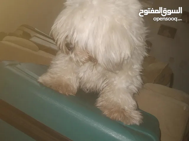 شيتوس أنثي متعلمة كل الاحتياجات مع الجواز