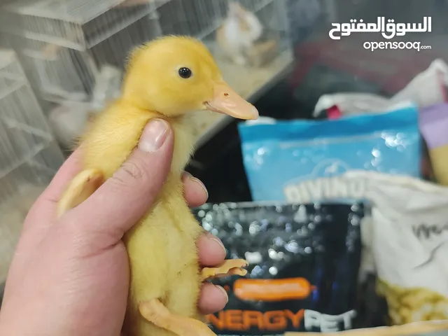 بط بلدي اسبوعين العمر