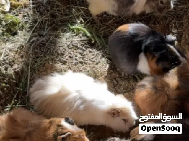 هامستر ألون حلوه