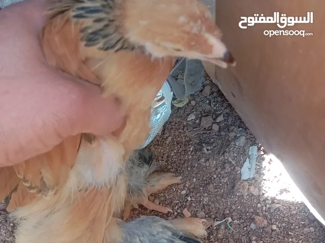 صوص براهمي