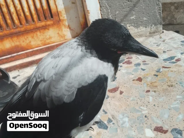 للبيع او للمراوس بئي شي