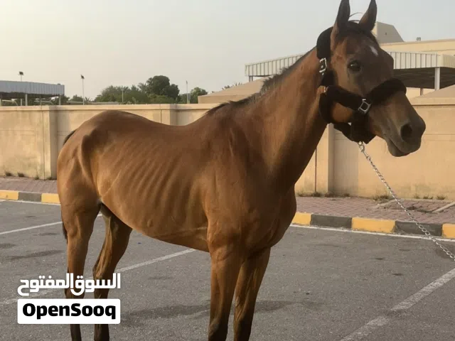 فرس عربيه للبيع