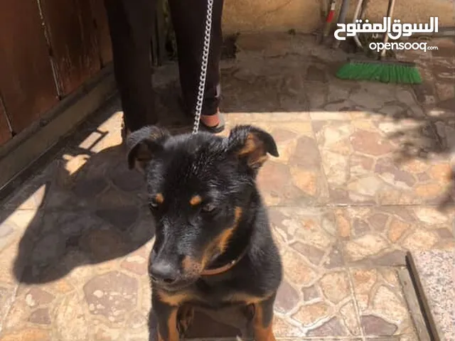 كلب رت وايلر لا البيع