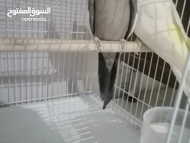 للبيع زوج كروان