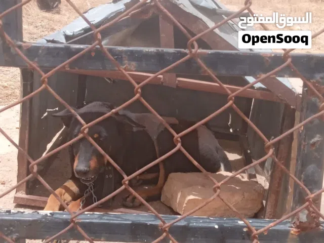 متاح كلب جيرمن بندوق مالينو للبدل على طيور حب او كوكتيل أو كنار
