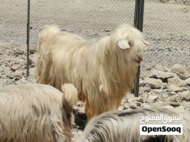 تيس من حلال الرحوب