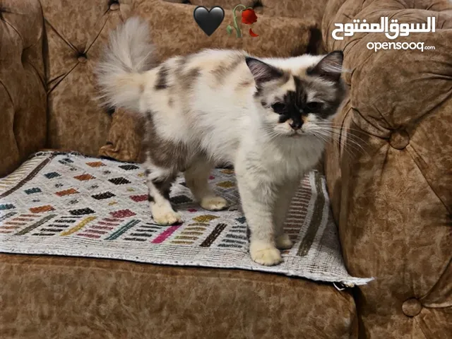 قطه للبيع 170السعر هده لسرعت البيع ضروف سفر