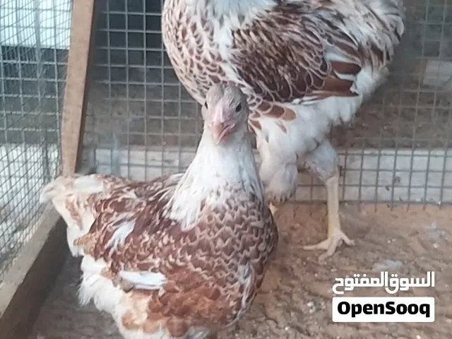 كوبية وان دوت بركاني