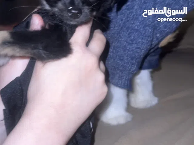 كلبه كيوت شواوا  للبيع