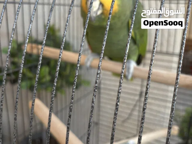 For Sale: Beautiful Orange Wing Parrot!
