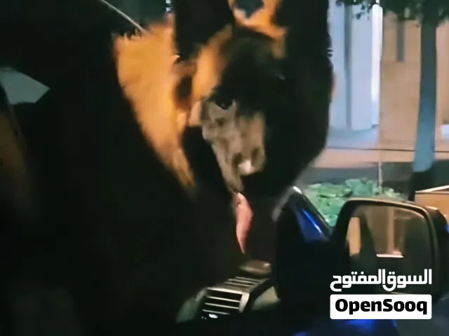 كلب ملينو علا جيرمن للبيع