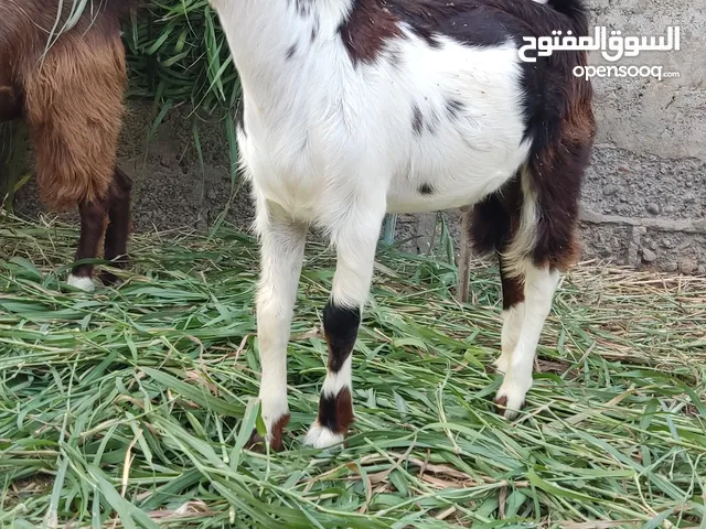 ماعز تيس و صخله العمر 6 شهور