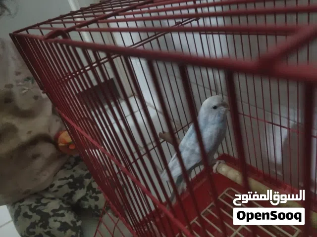 طير زينة لون ازرق بصحة جيدة صغير