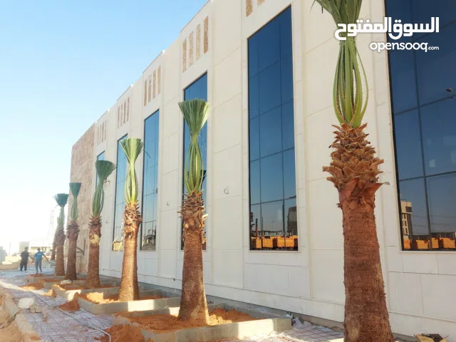 اشجار ونخل واشنطونيا زينه جميع المقاسات