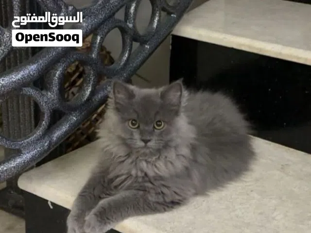 للبيع قطه منزليه عمرها 5 شهور